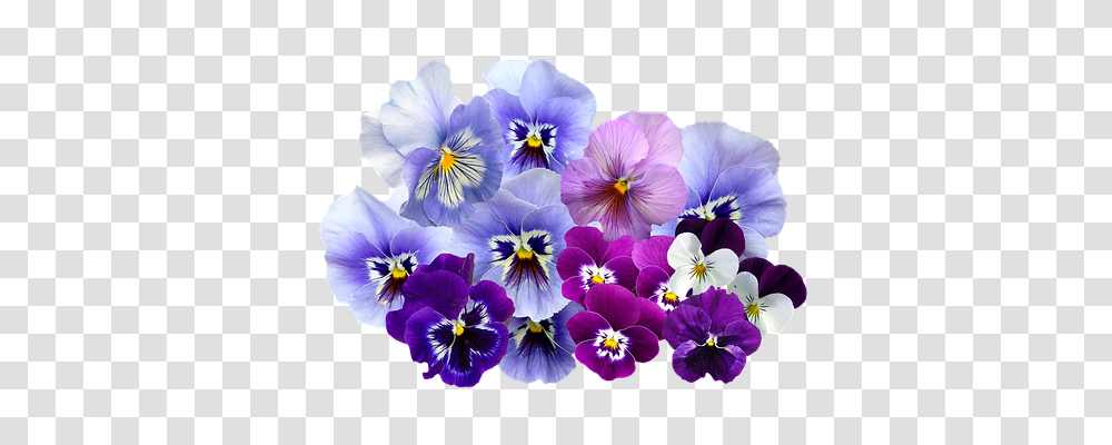 Pansy Nature, Plant, Flower, Blossom Transparent Png