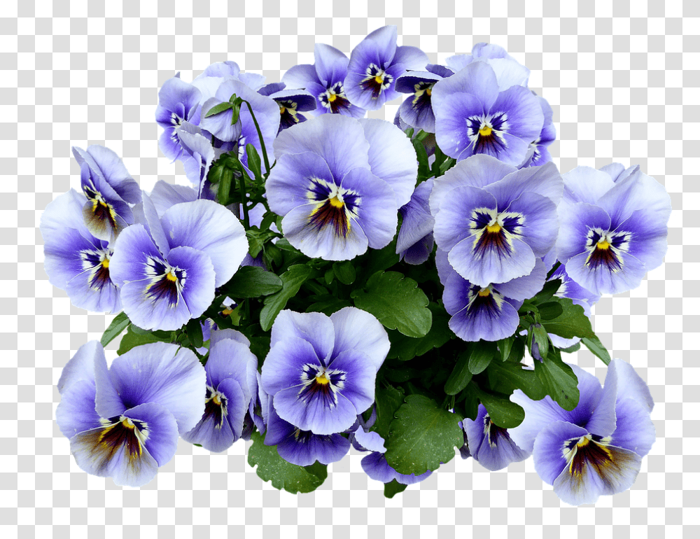 Pansy 960, Flower, Plant, Blossom, Petal Transparent Png