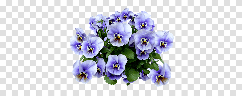 Pansy Nature, Plant, Flower, Blossom Transparent Png