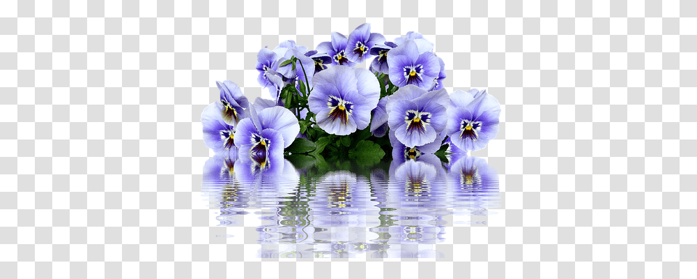 Pansy Nature, Plant, Flower, Blossom Transparent Png