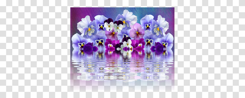 Pansy Nature, Plant, Purple, Flower Transparent Png