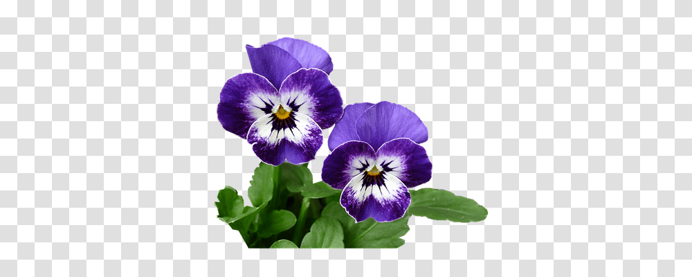 Pansy Nature, Plant, Flower, Blossom Transparent Png