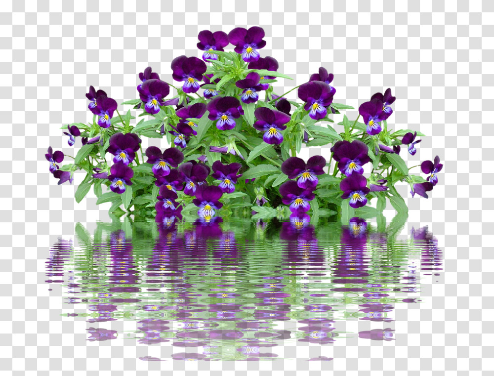 Pansy 960, Flower, Purple, Geranium, Plant Transparent Png