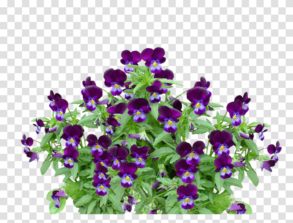 Pansy 960, Flower, Geranium, Plant, Blossom Transparent Png