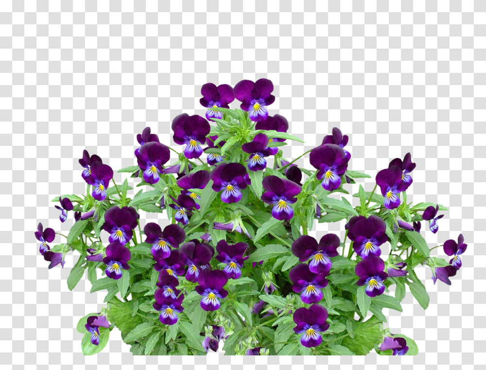 Pansy Nature, Geranium, Flower, Plant Transparent Png