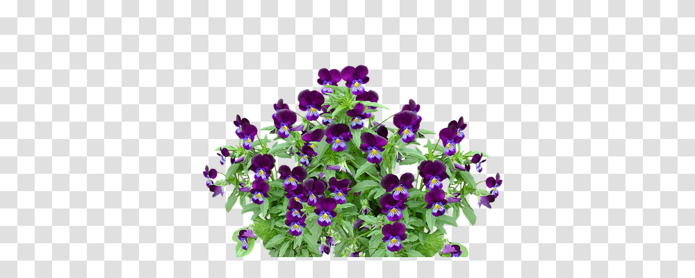 Pansy Nature, Geranium, Flower, Plant Transparent Png