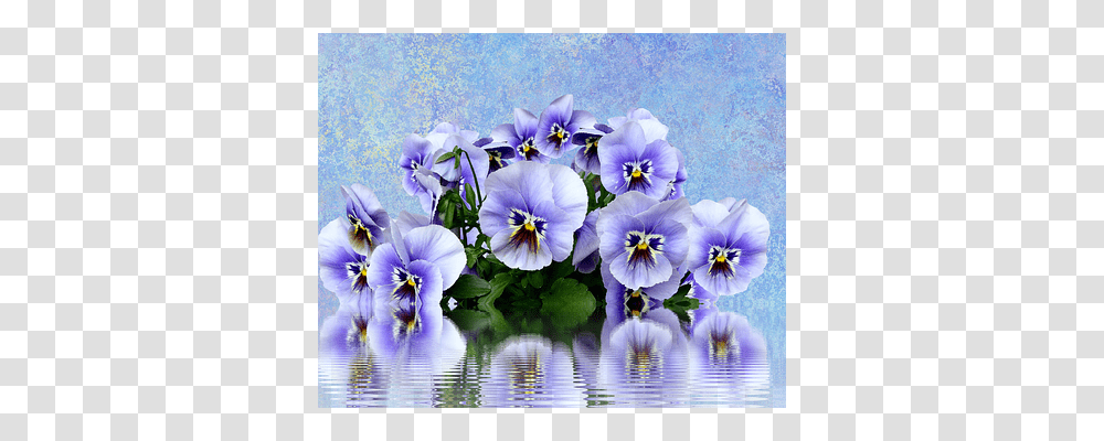 Pansy Nature, Plant, Flower, Blossom Transparent Png