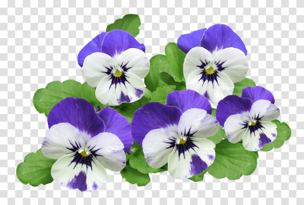 Pansy 960, Flower, Plant, Blossom, Geranium Transparent Png