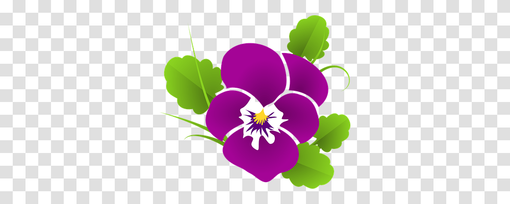 Pansy Nature, Plant, Flower, Blossom Transparent Png