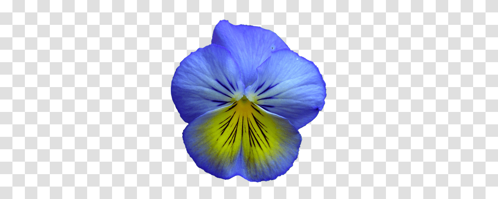 Pansy Nature, Plant, Flower, Blossom Transparent Png