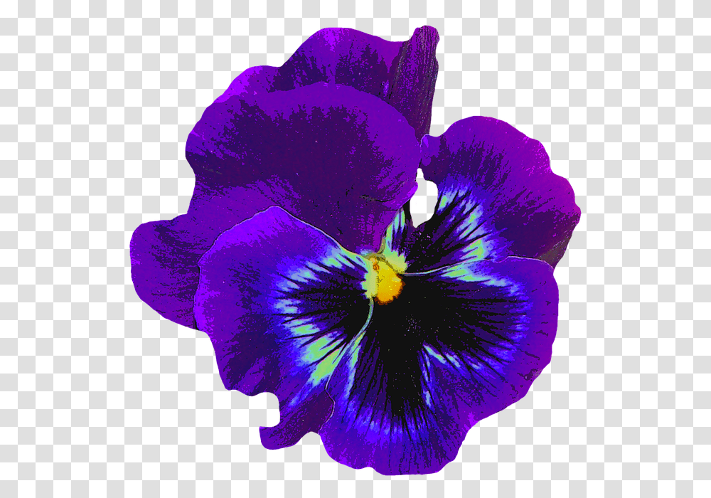 Pansy Blue Spring Blossom Bloom Flower Violaceae Violet Flower No Background, Plant, Geranium, Petal, Iris Transparent Png