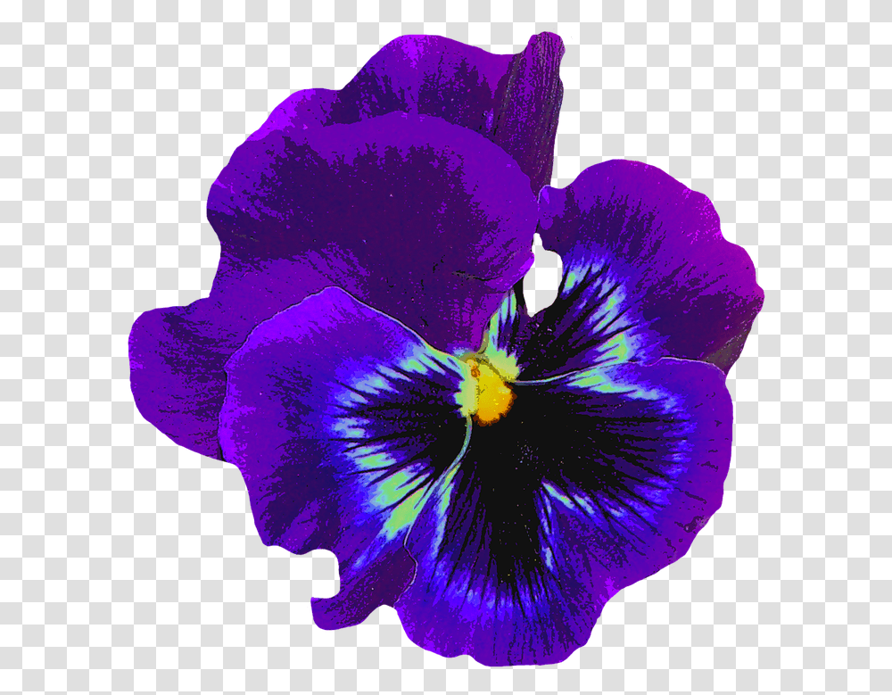 Pansy Blue Spring Free Image On Pixabay Spring Blossom Flower, Plant, Geranium, Iris, Petal Transparent Png