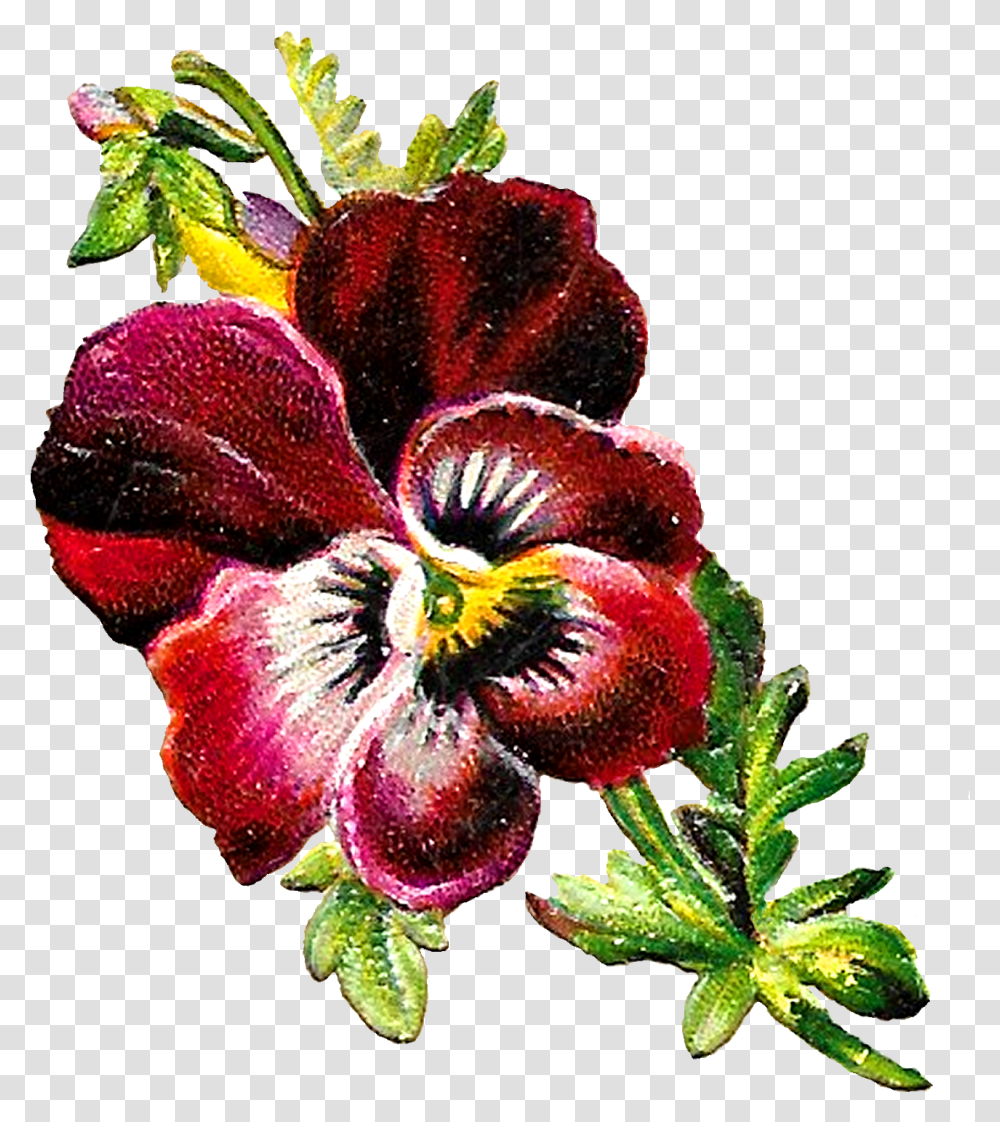 Pansy Botanical Illustration, Plant, Flower, Blossom, Geranium Transparent Png