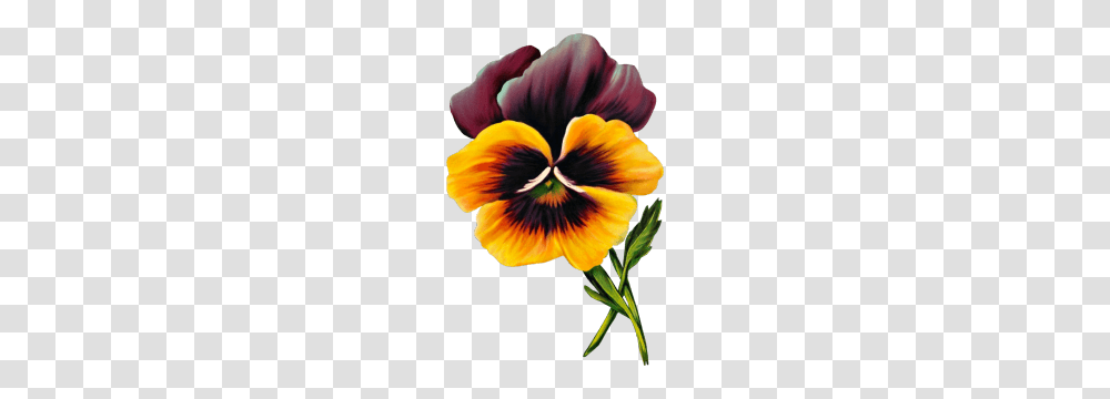 Pansy Clipart Clip Art, Plant, Flower, Blossom, Petal Transparent Png