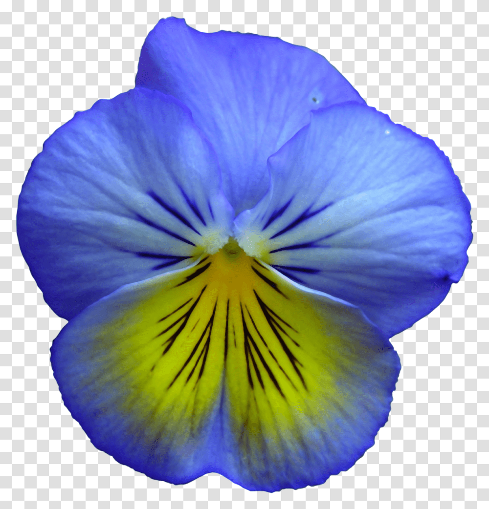 Pansy Clipart Realistic Flower Clip Art, Plant, Blossom, Iris, Petal Transparent Png
