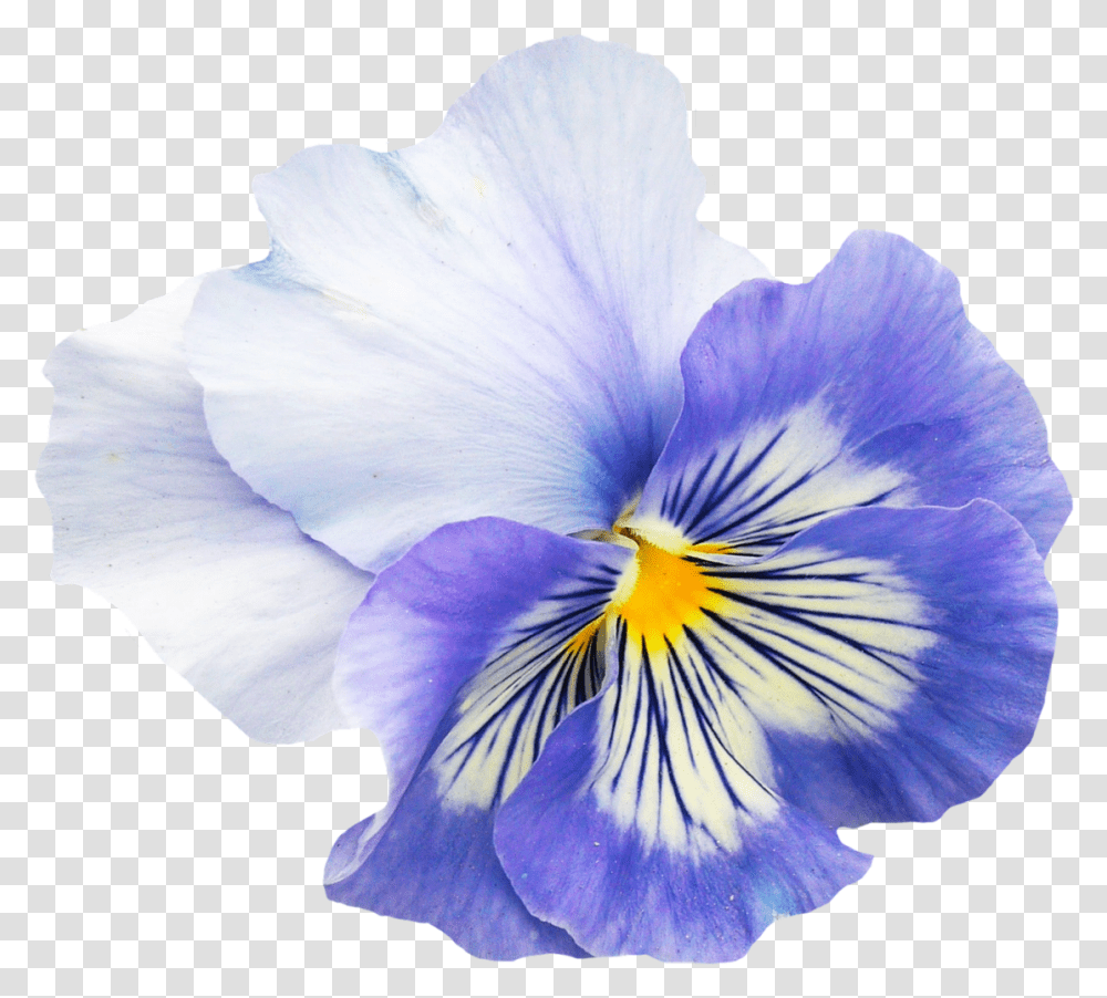Pansy Flower Image Pansy, Plant, Iris, Blossom, Petal Transparent Png