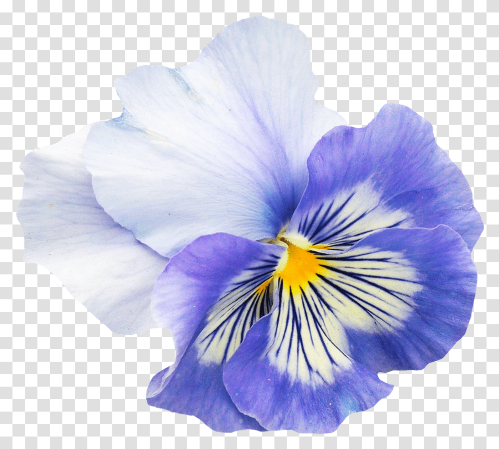 Pansy Flower, Plant, Iris, Blossom, Geranium Transparent Png