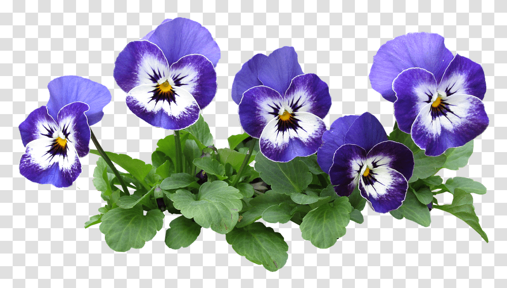 Pansy Flower Pot, Plant, Blossom, Iris, Petal Transparent Png