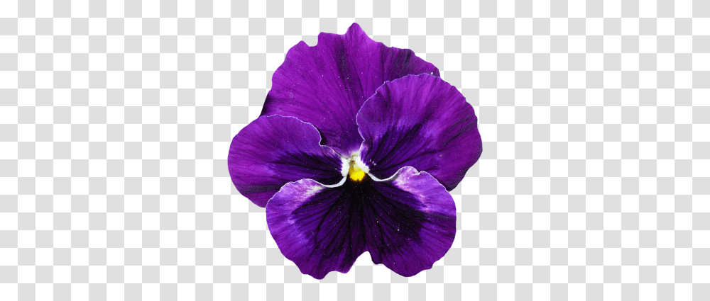 Pansy Flower Purple 19 Pansy, Plant, Blossom, Geranium, Iris Transparent Png