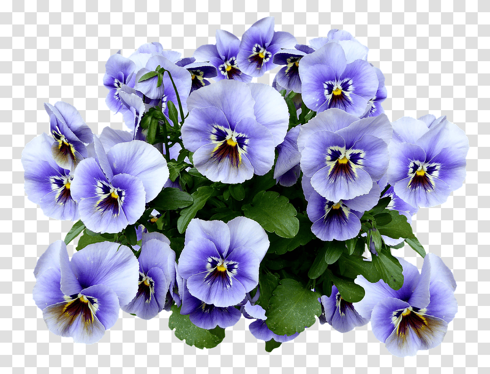 Pansy Spring Blossom Bloom Flower Blue Flower Pansy, Plant, Geranium, Petal, Iris Transparent Png
