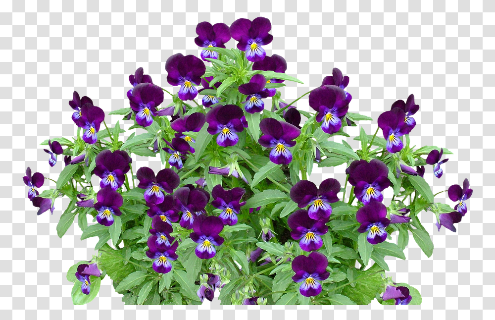 Pansy Spring Flower Free Photo On Pixabay Planta Com Flor Violeta, Purple, Geranium, Blossom, Iris Transparent Png