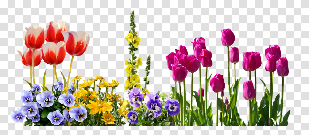 Pansy Tulips Spring Spring Flower, Plant, Blossom, Geranium, Iris Transparent Png