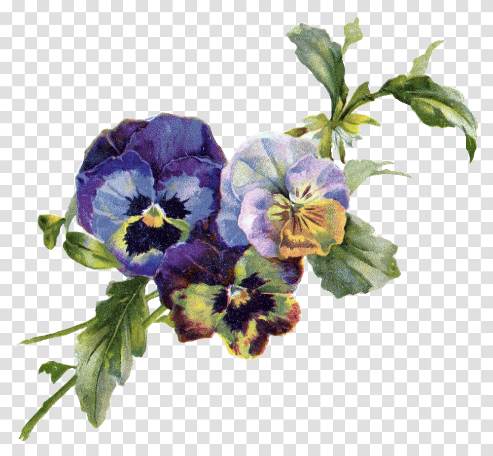 Pansy Vintage Flowers, Plant, Blossom, Geranium, Iris Transparent Png
