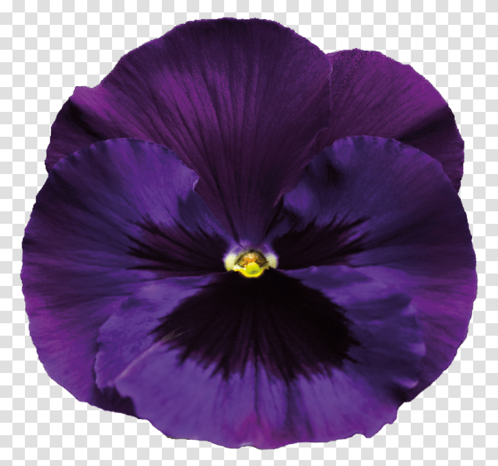 Pansy Violet Flower Background, Plant, Blossom, Geranium, Purple Transparent Png