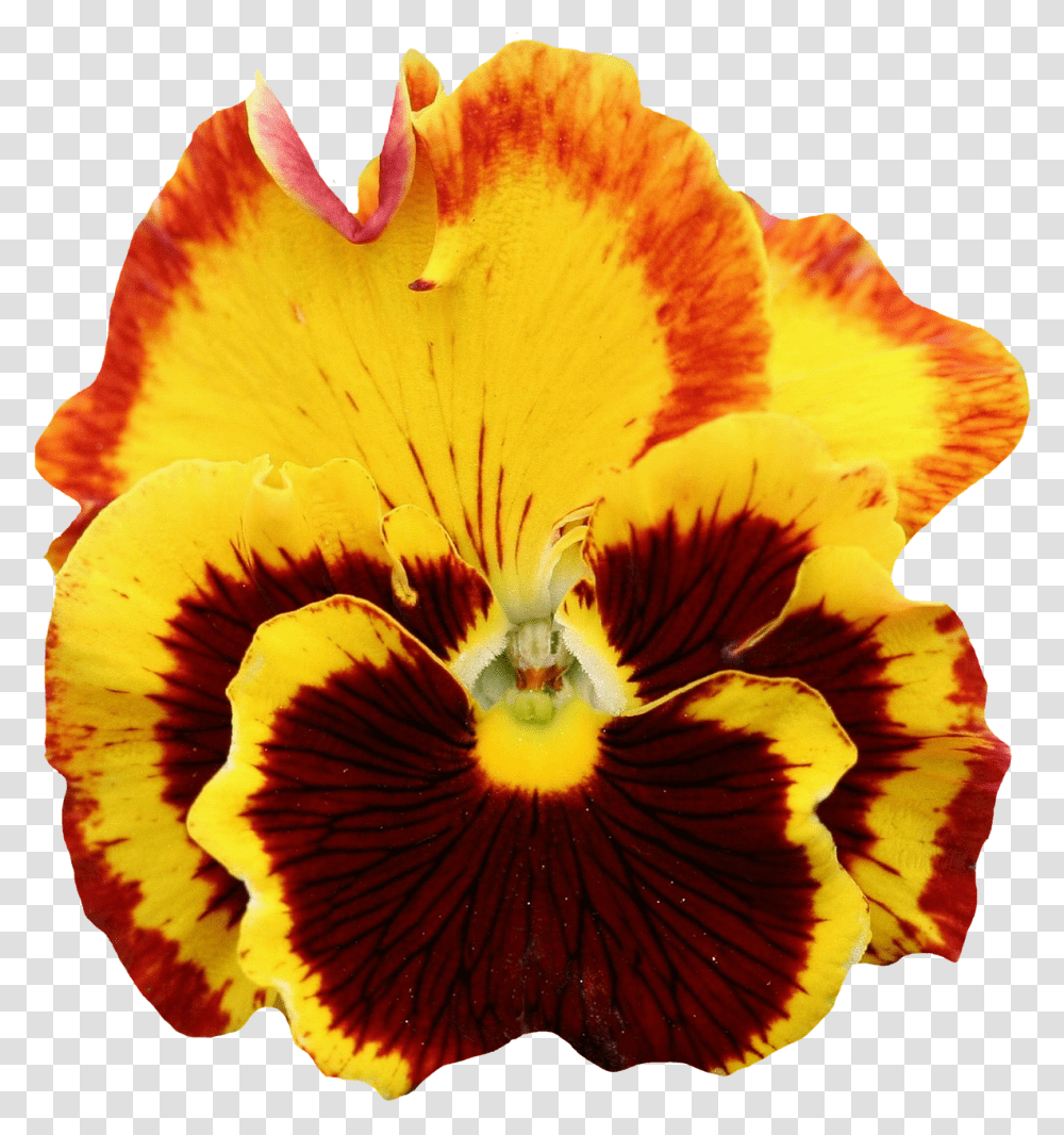 Pansy Yellow Blossom Bloom Image Yellow Pansy Flower, Plant, Bird, Animal, Honey Bee Transparent Png