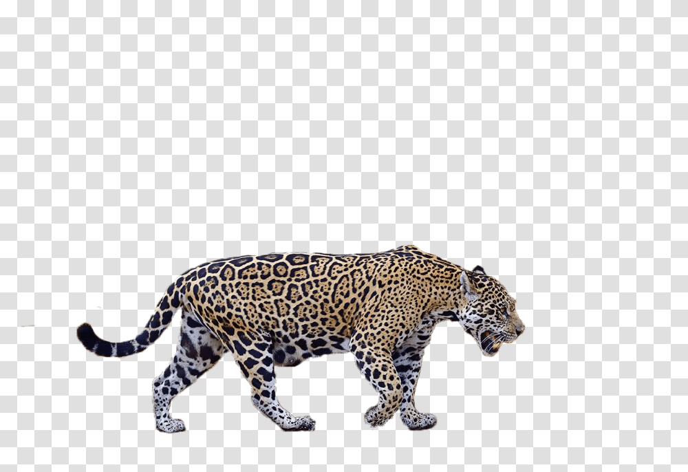 Pantanal Jaguar Camp, Panther, Wildlife, Mammal, Animal Transparent Png