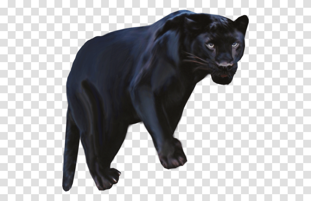 Pantera Animal Clipart Black Black Panthers Animal Clipart, Wildlife, Mammal, Jaguar, Leopard Transparent Png