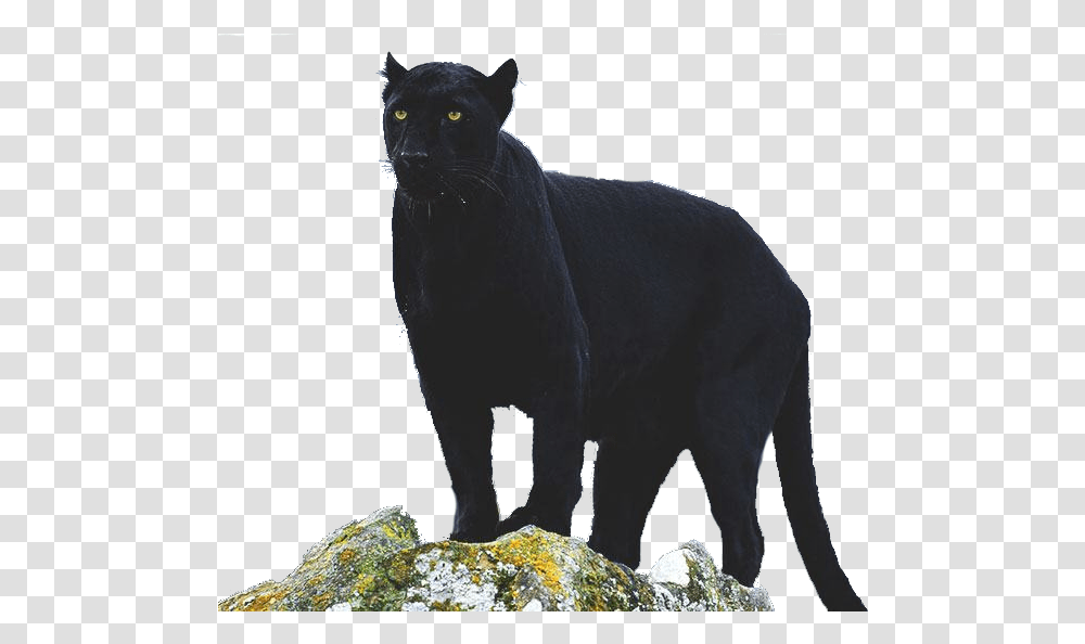 Pantera Black Cat, Animal, Mammal, Panther, Wildlife Transparent Png