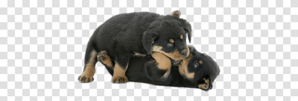 Pantheon Rottweiler Puppies God Like Rottweiler Bite, Canine, Mammal, Animal, Puppy Transparent Png