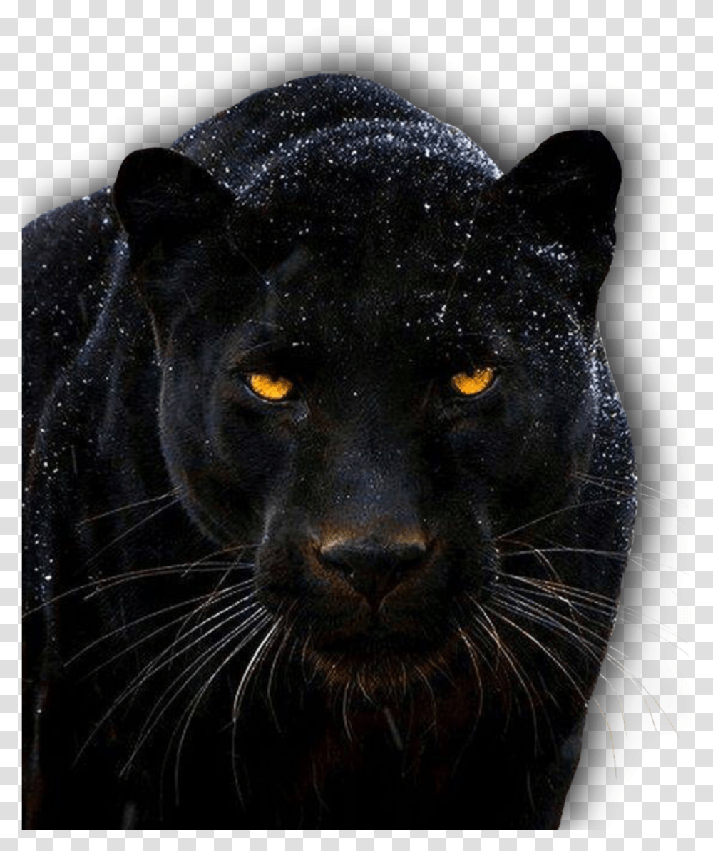 Panther 1920 Black Jaguar Animal Hd, Wildlife, Mammal, Leopard, Cat Transparent Png