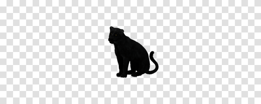Panther Animals, Black Cat, Pet, Mammal Transparent Png
