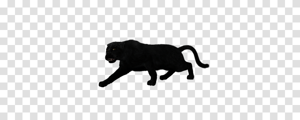 Panther Animals, Mammal, Cat, Pet Transparent Png