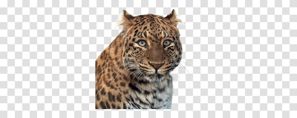 Panther Animals, Wildlife, Mammal, Jaguar Transparent Png