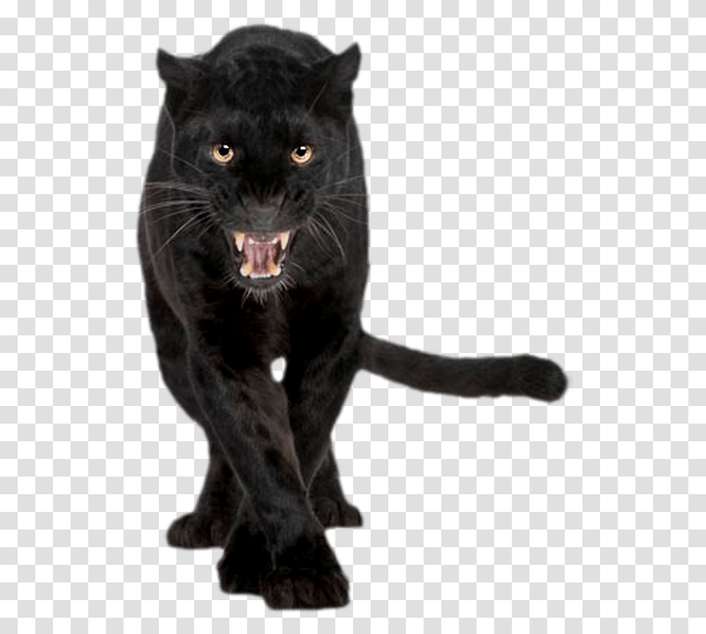 Panther Black Panther Animal, Wildlife, Mammal, Leopard, Jaguar Transparent Png