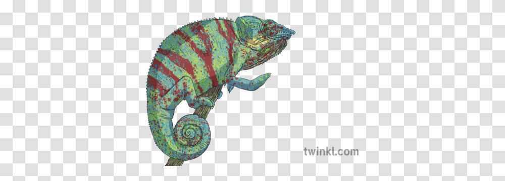Panther Chameleon Animal Reptile Madagascar Col Blooded Mps Common Chameleon, Iguana, Lizard, Sea Life Transparent Png