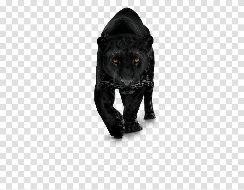 Panther Clipart Background Animal Black Panther, Wildlife, Mammal, Leopard, Jaguar Transparent Png