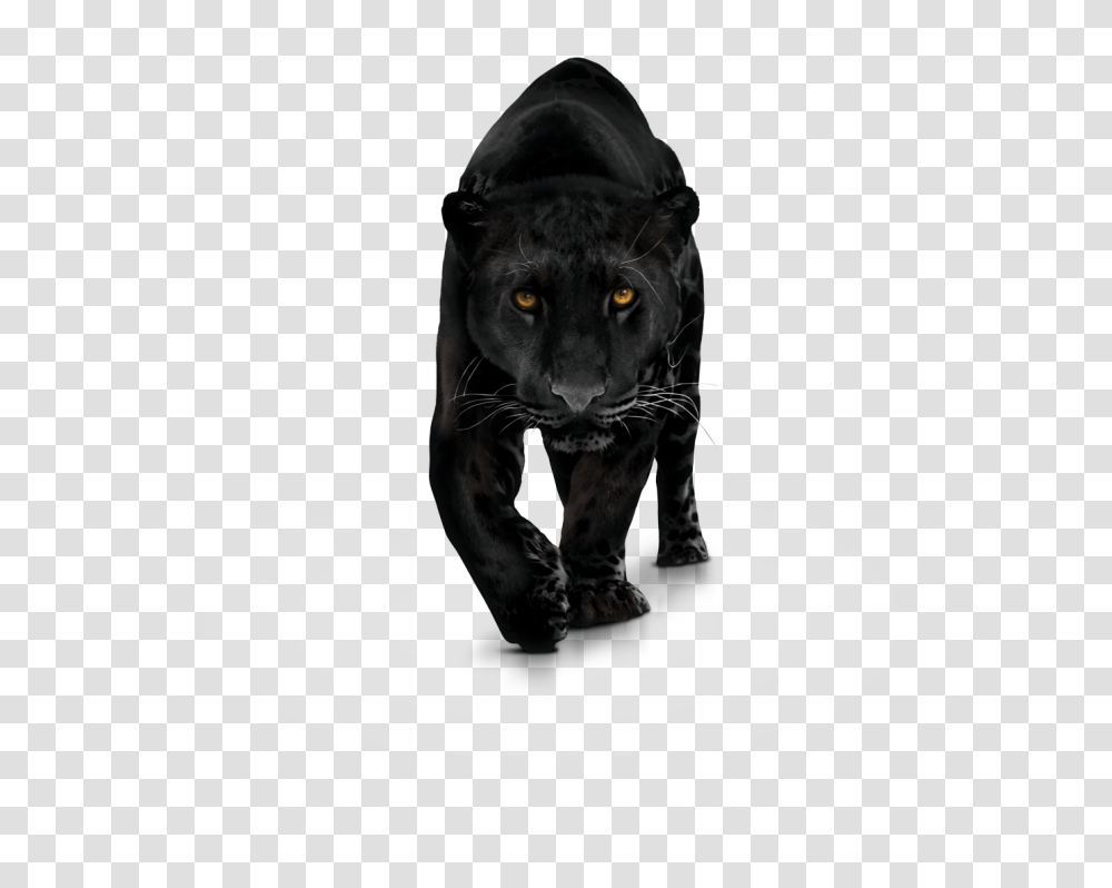 Panther Free Images Only, Wildlife, Mammal, Animal, Leopard Transparent Png