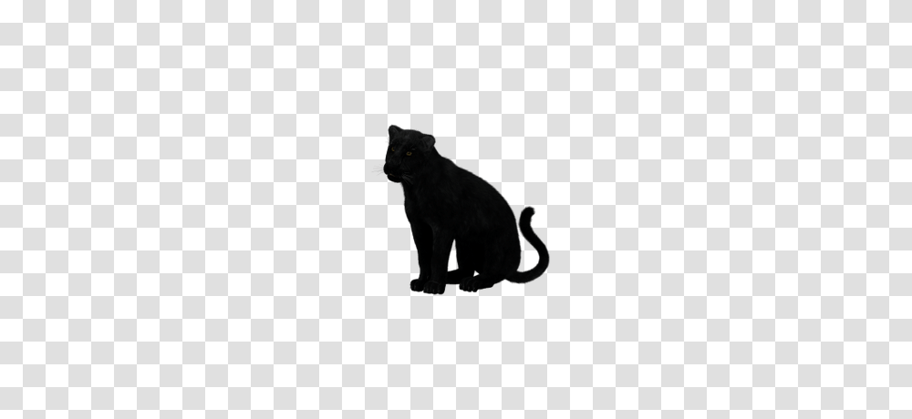 Panther Head, Mammal, Animal, Wildlife, Black Cat Transparent Png
