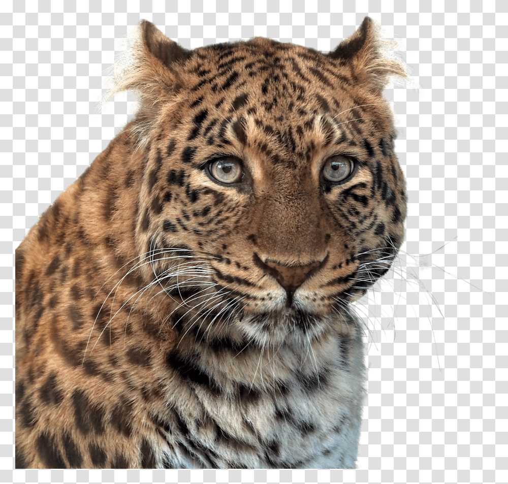 Panther Head Of Animal Larkspur Elementary School San Antonio Tx, Wildlife, Mammal, Jaguar, Leopard Transparent Png