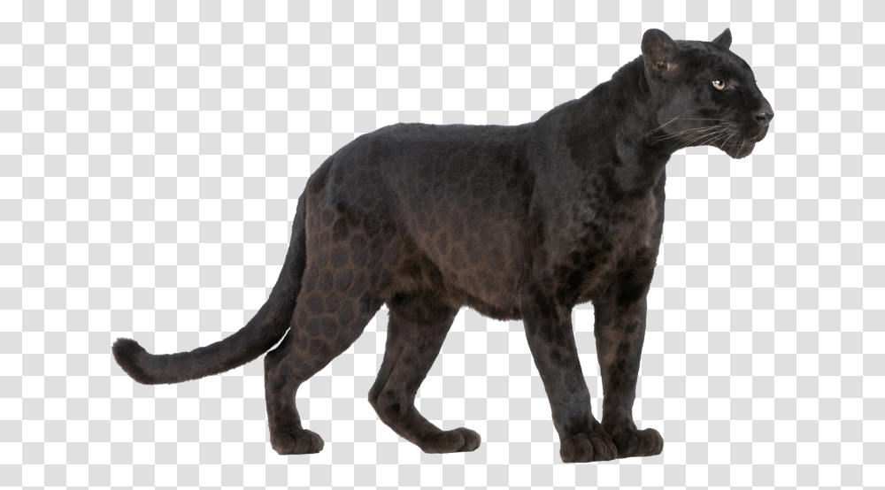 Panther Image Mart Black Panther Animal Print, Wildlife, Mammal, Leopard, Jaguar Transparent Png