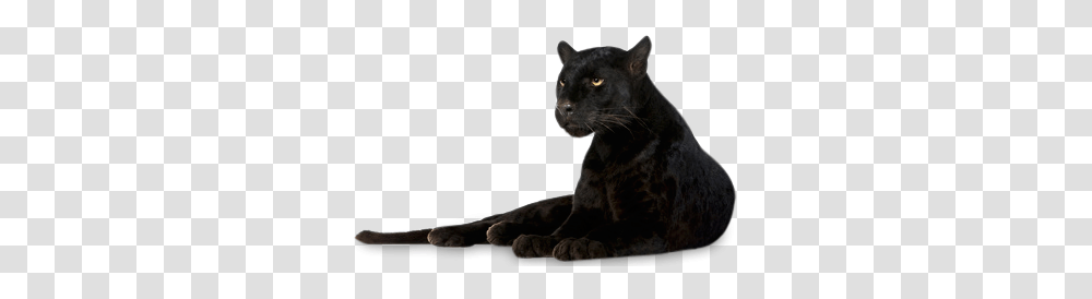 Panther Images, Wildlife, Mammal, Animal, Jaguar Transparent Png