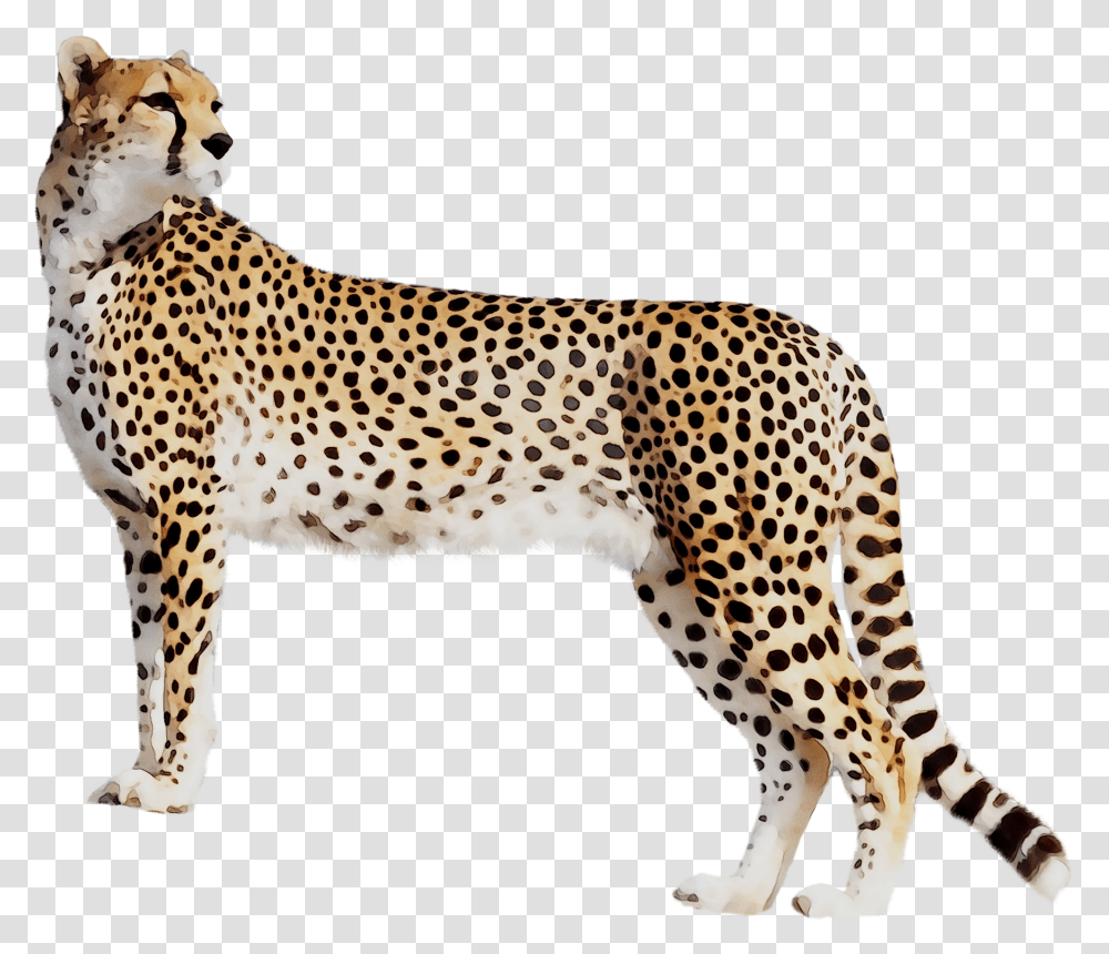 Panther Leopard Cat Tiger Black Cheetah Clipart Cheetah, Wildlife, Mammal, Animal, Jaguar Transparent Png