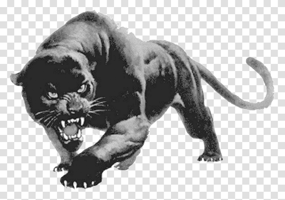 Panther, Wildlife, Animal, Mammal, Lion Transparent Png