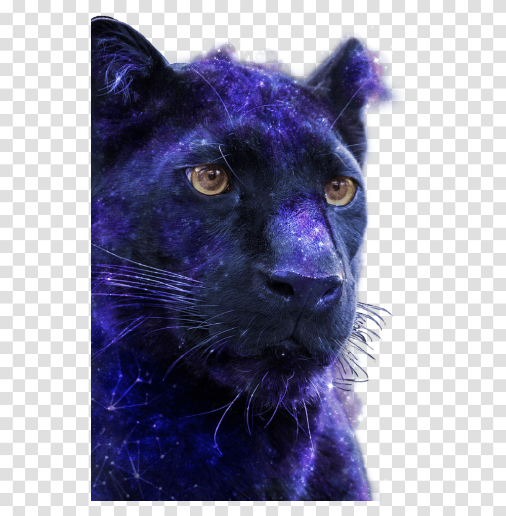 Panthers Sticker By Stella96luna Black Panther, Wildlife, Mammal, Animal, Leopard Transparent Png