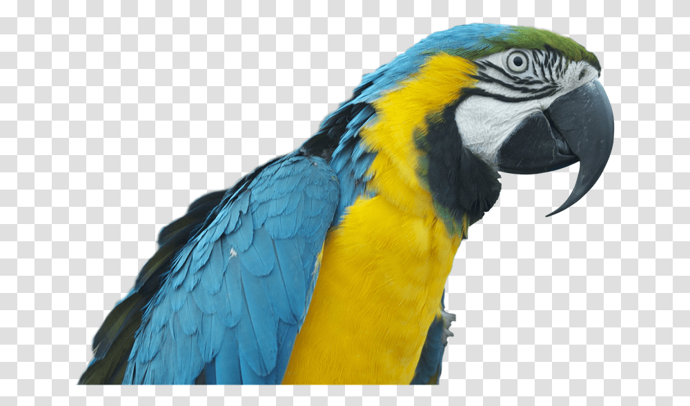 Papaan, Bird, Animal, Macaw, Parrot Transparent Png