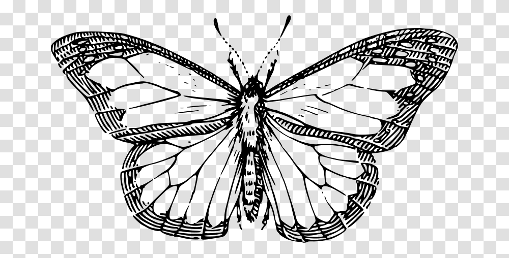 Papapishu Butterfly, Animals, Gray, World Of Warcraft Transparent Png
